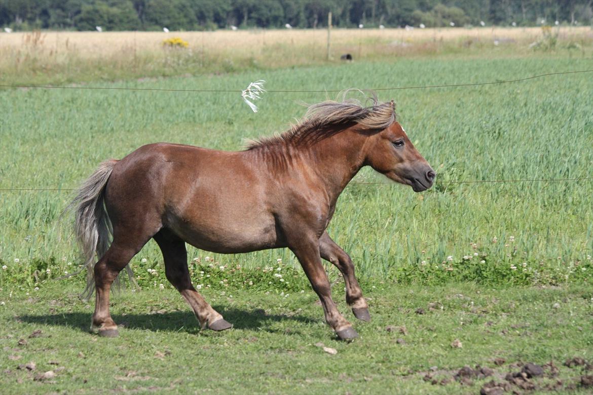 Shetlænder Anton billede 13