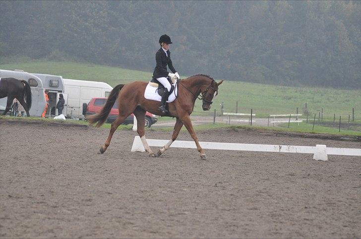 Dansk Varmblod High Fidelity  - fiffi til dressur stævne  billede 5