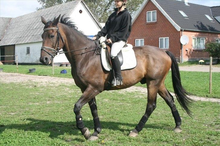Dansk Varmblod Romulus Ask billede 6