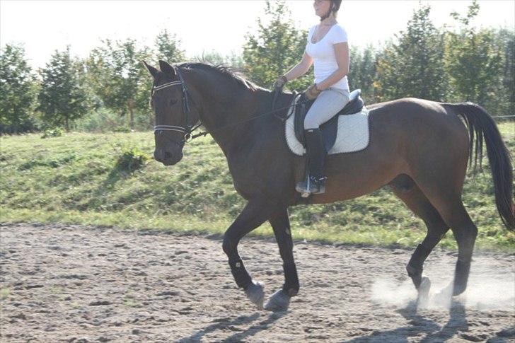 Dansk Varmblod Romulus Ask billede 8