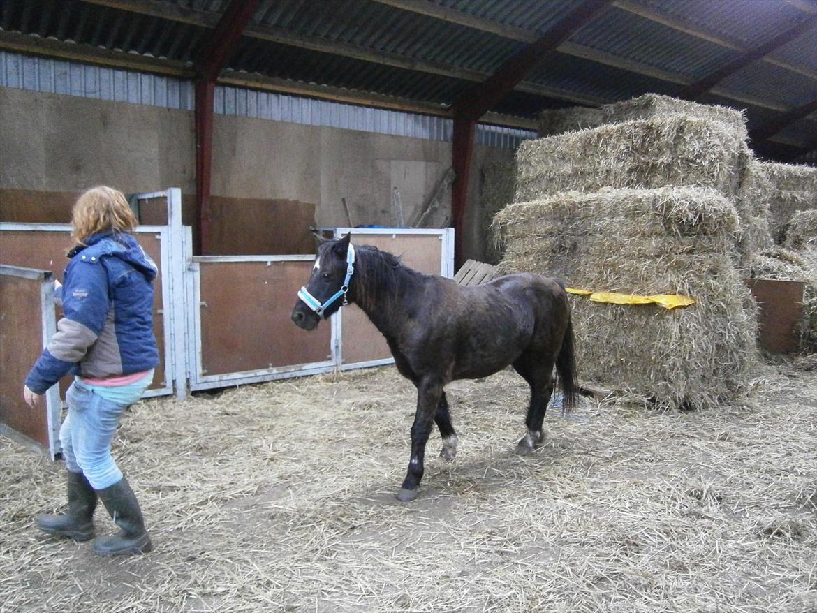 Irsk Sportspony Littel Black Diamond [Altid elsket/ Savnet] - diamond der følger efter mig ind i hans boks . foto af Anne grehte billede 5