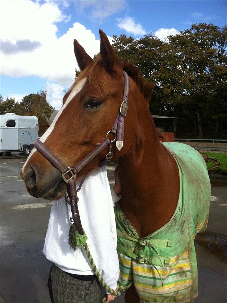 Anden særlig race Lucky Diamond  billede 10