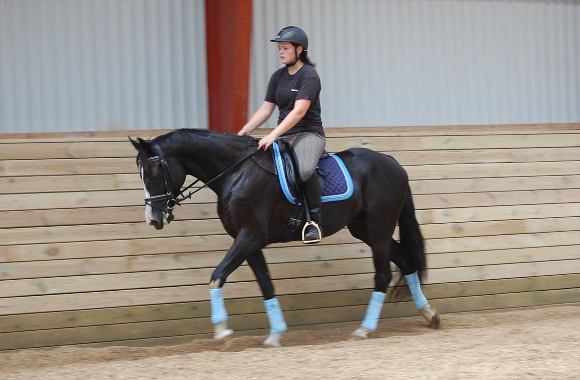 Hollandsk Varmblod Adisson - Skridter til billede 15