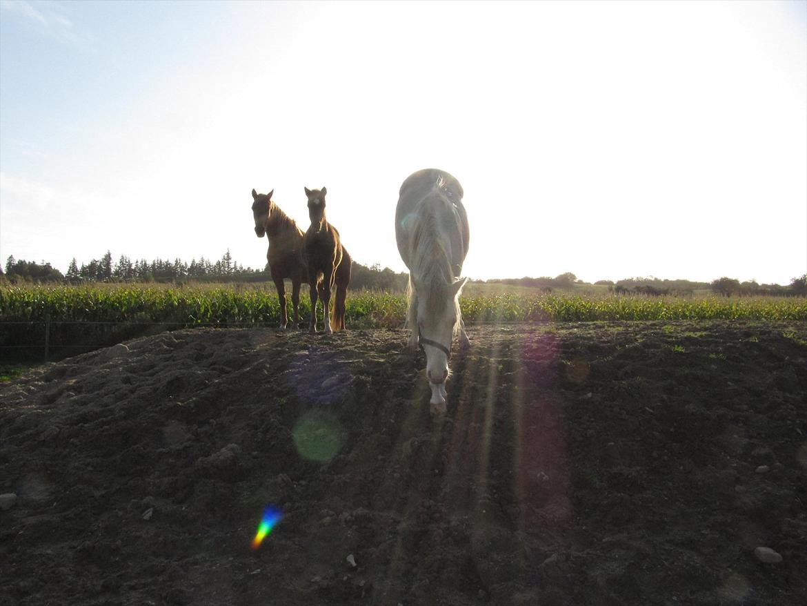 Palomino Stald Englunds Nadine billede 10