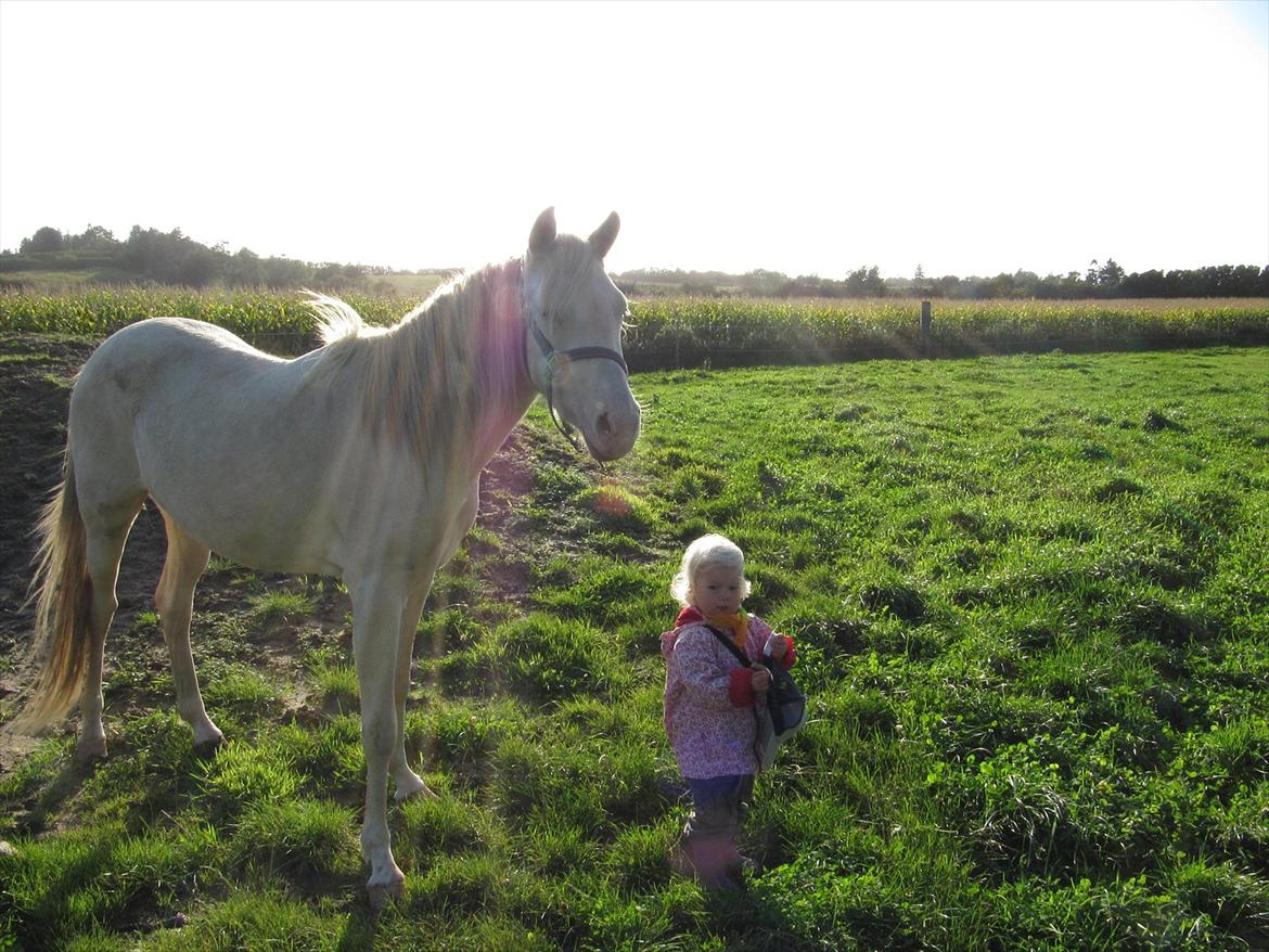 Palomino Stald Englunds Nadine billede 11
