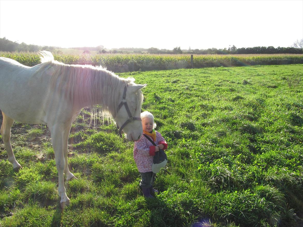 Palomino Stald Englunds Nadine billede 12