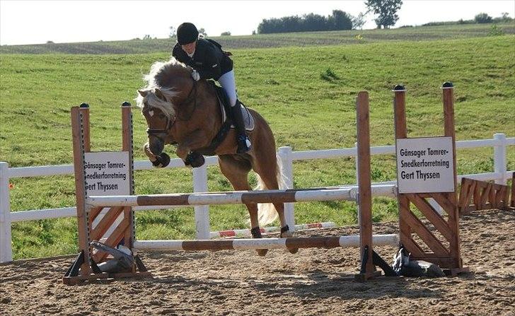 Haflinger Almbue D - Almbue D  DM 2011 billede 18