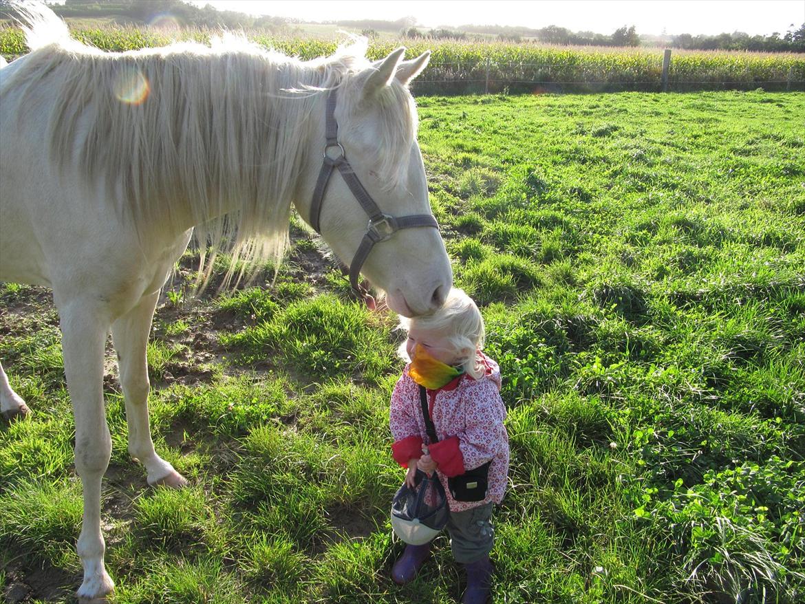 Palomino Stald Englunds Nadine billede 13