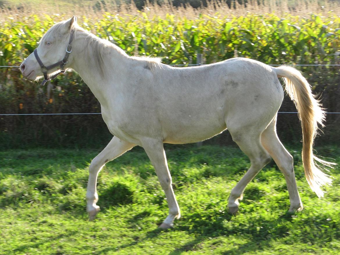 Palomino Stald Englunds Nadine billede 14