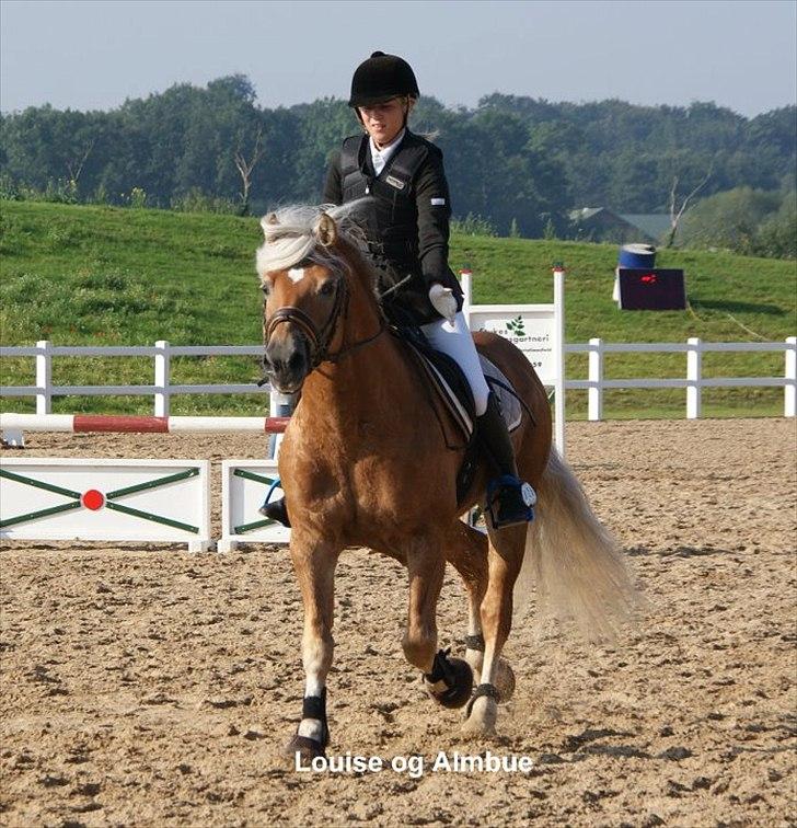 Haflinger Almbue D - Mig og Almbue D :) 

Ham er min bedste ven ! :) billede 19
