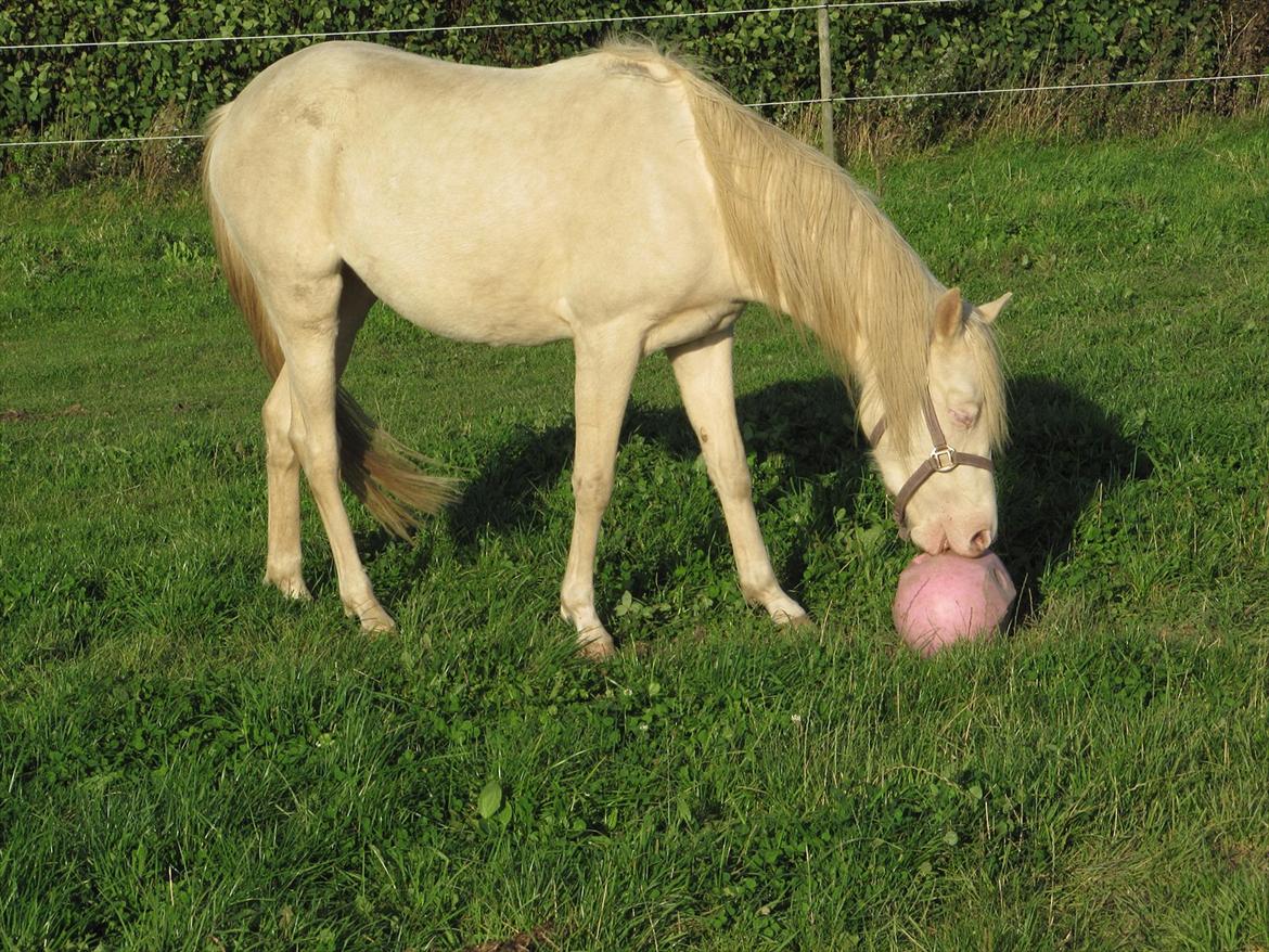 Palomino Stald Englunds Nadine billede 15