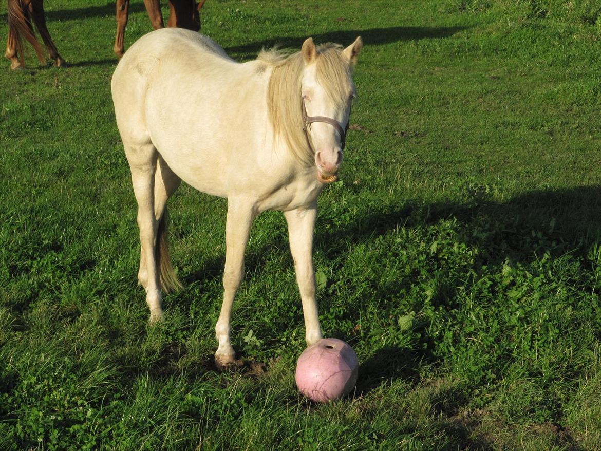 Palomino Stald Englunds Nadine billede 16