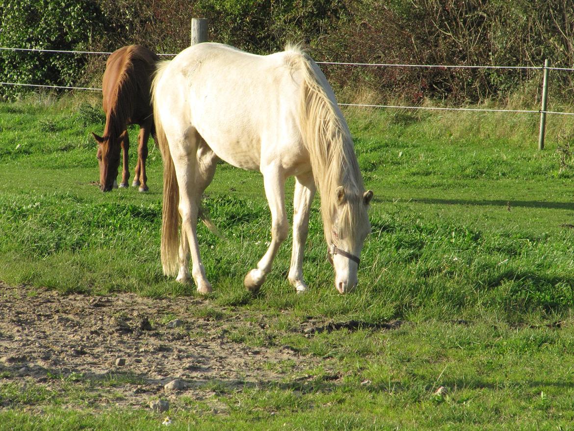 Palomino Stald Englunds Nadine billede 18