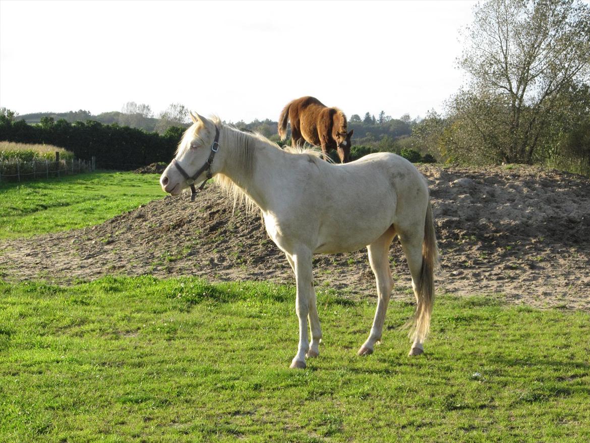 Palomino Stald Englunds Nadine billede 17