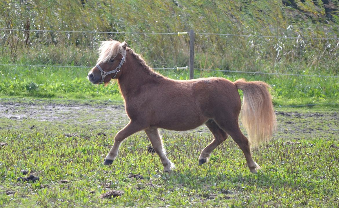 Shetlænder Bambi - Velkommen til Bambis profil! Foto: Mig billede 2
