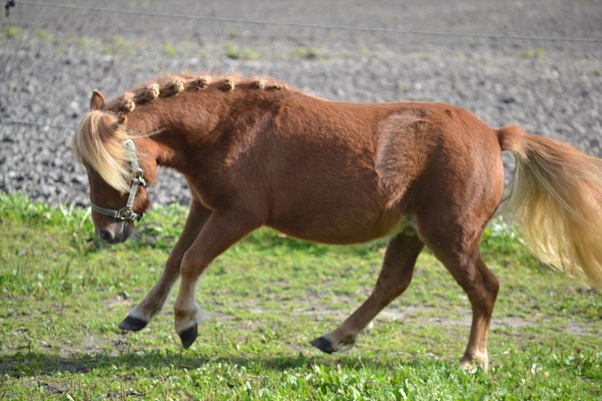 Shetlænder Bambi - En lille farlig "hingst" :D Foto: Mig billede 1