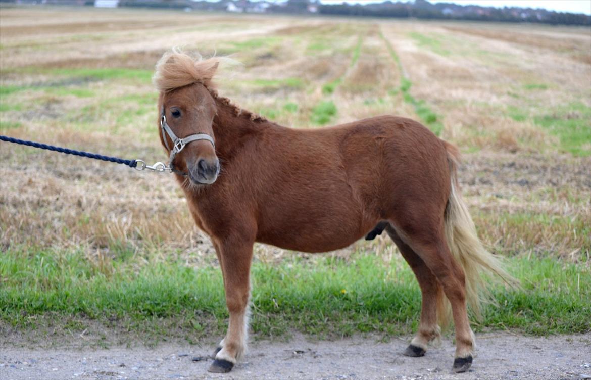 Shetlænder Bambi - Lille søde Bambi. Foto: Mig billede 3