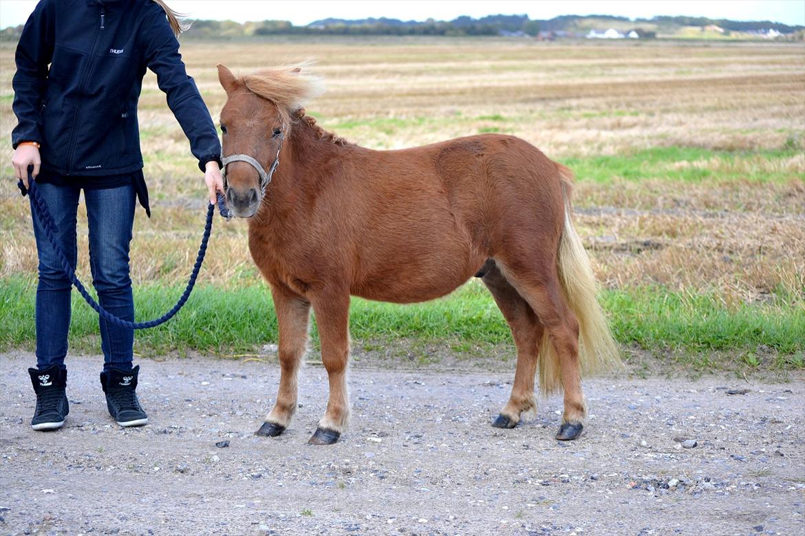 Shetlænder Bambi - Cille og Bambi, han føler sig jo ikke lille :D Foto: mig billede 4