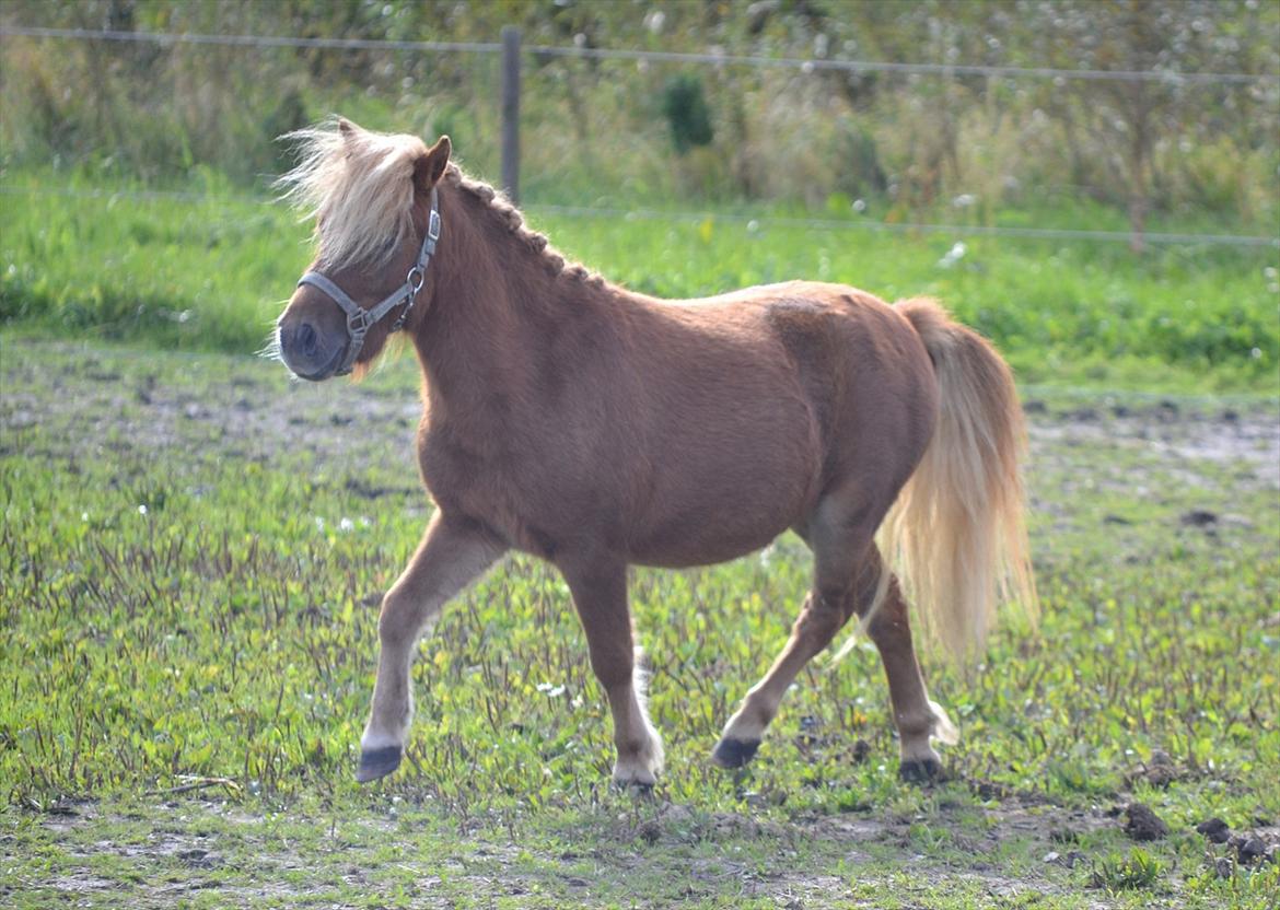 Shetlænder Bambi - Blær, blær.. Foto: Mig billede 5