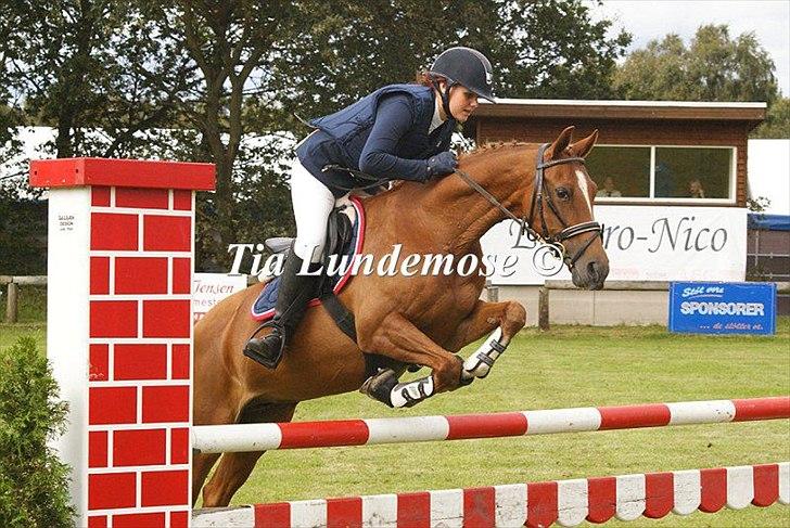 Welsh Cob (sec D) Amber billede 18