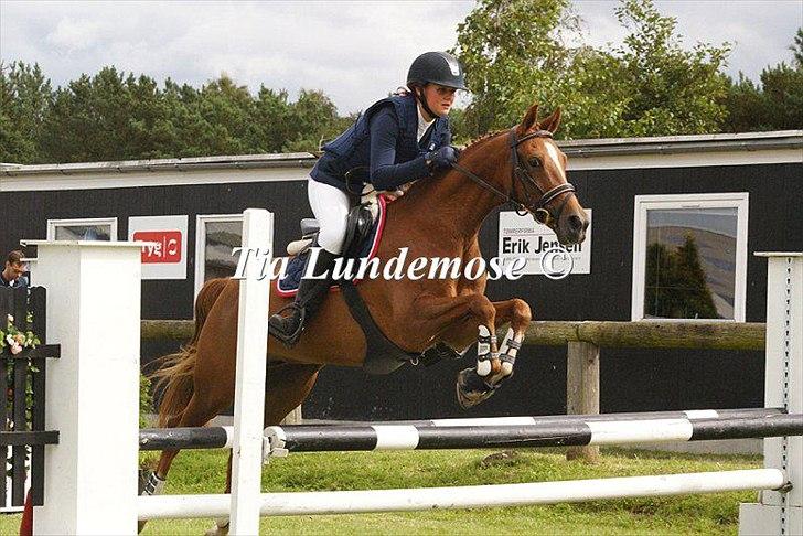 Welsh Cob (sec D) Amber billede 20