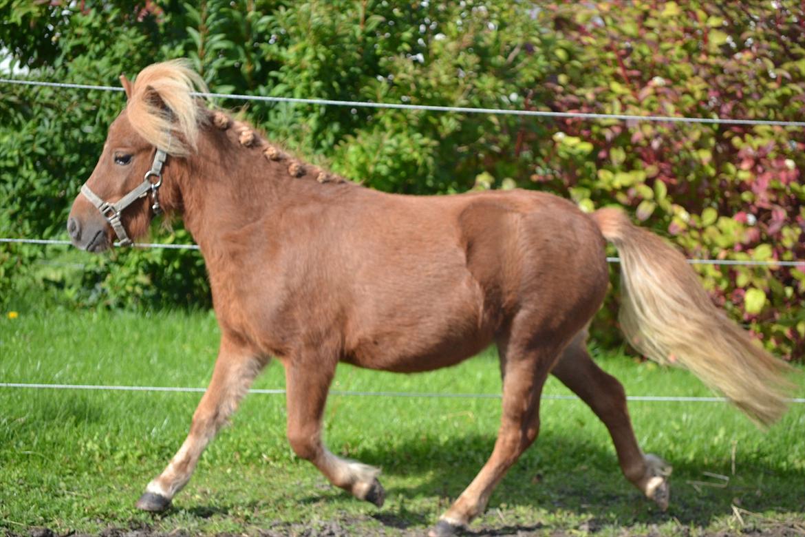 Shetlænder Bambi - Lille smukke pony dreng (; Foto: Mig billede 6