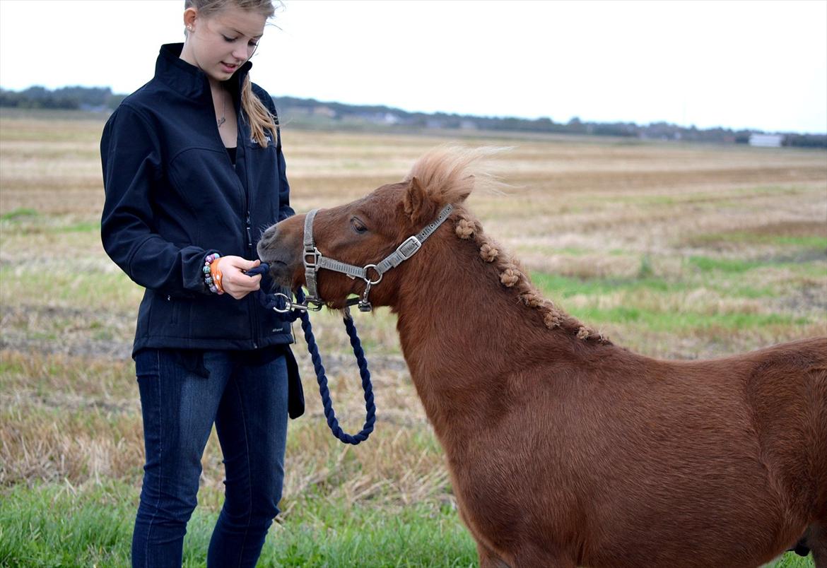 Shetlænder Bambi - Cille og Bambi. Foto: mig billede 7