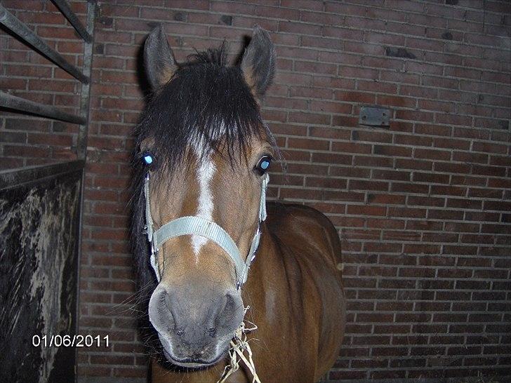 Welsh Mountain (sec A) Freja *Aflivet :'( I miss you* billede 1