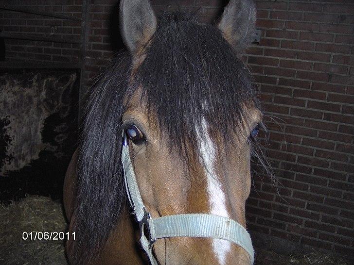 Welsh Mountain (sec A) Freja *Aflivet :'( I miss you* billede 2