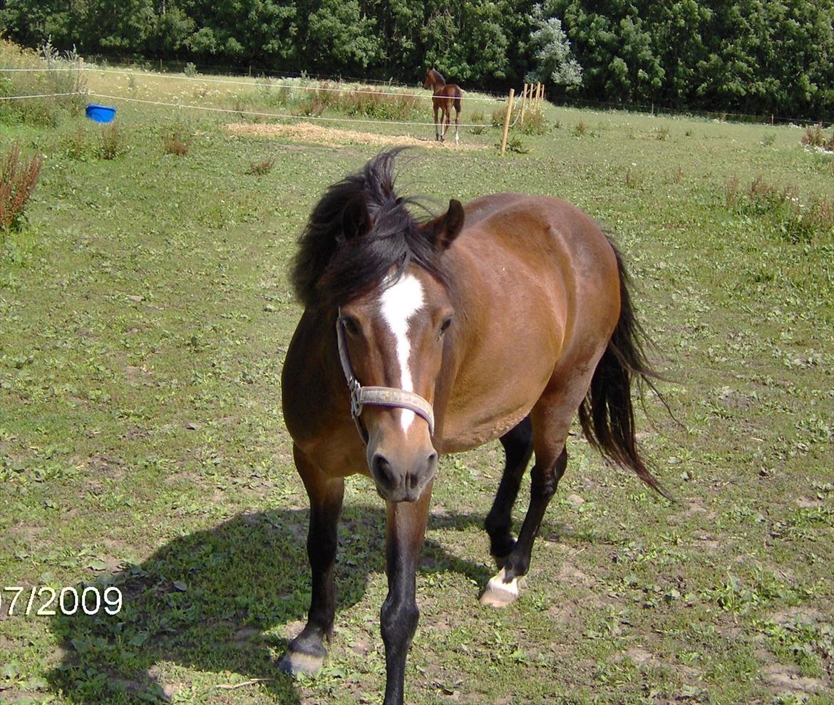 Welsh Mountain (sec A) Freja *Aflivet :'( I miss you* billede 3