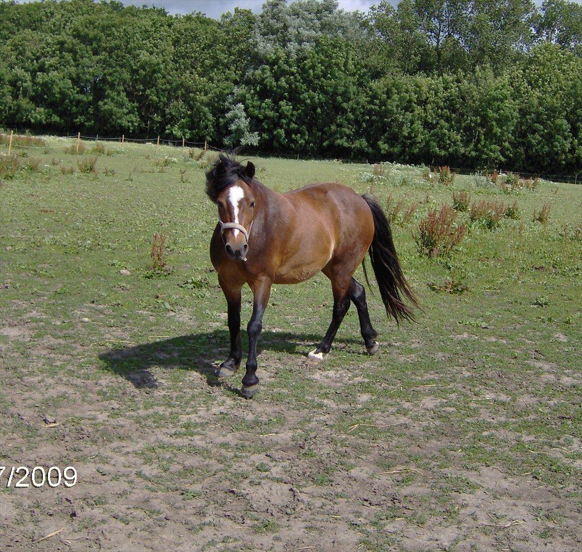 Welsh Mountain (sec A) Freja *Aflivet :'( I miss you* billede 4