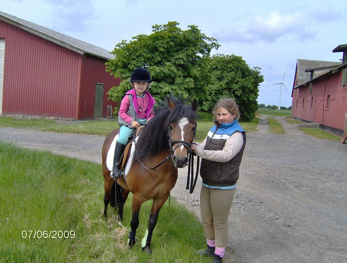 Welsh Mountain (sec A) Freja *Aflivet :'( I miss you* billede 5