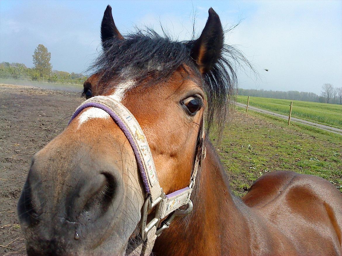 Welsh Mountain (sec A) Freja *Aflivet :'( I miss you* billede 6