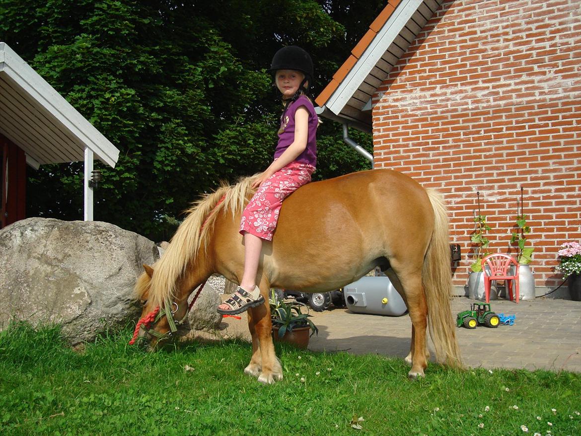 Shetlænder Flicka *Solgt - Lille mig :P  på Flic.<3 billede 7