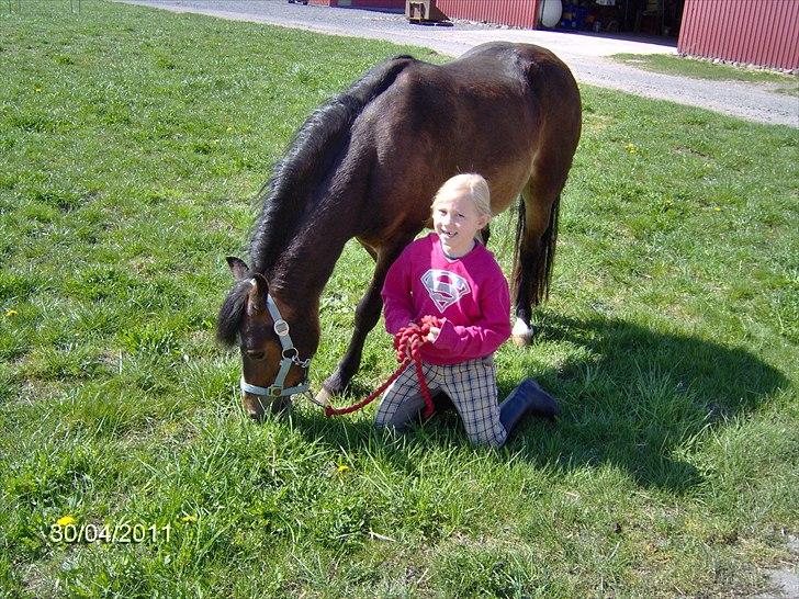 Welsh Mountain (sec A) Freja *Aflivet :'( I miss you* billede 7