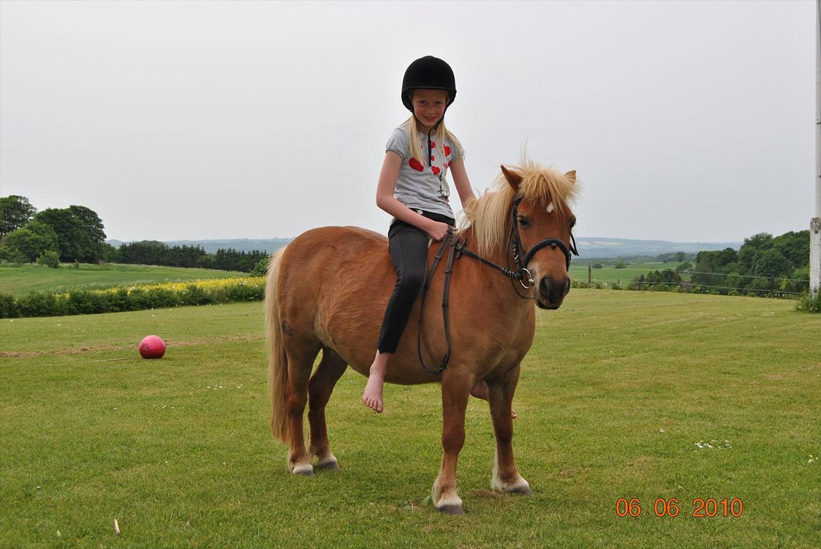 Shetlænder Flicka *Solgt - HYGGE PÅ FLIC<3 billede 9