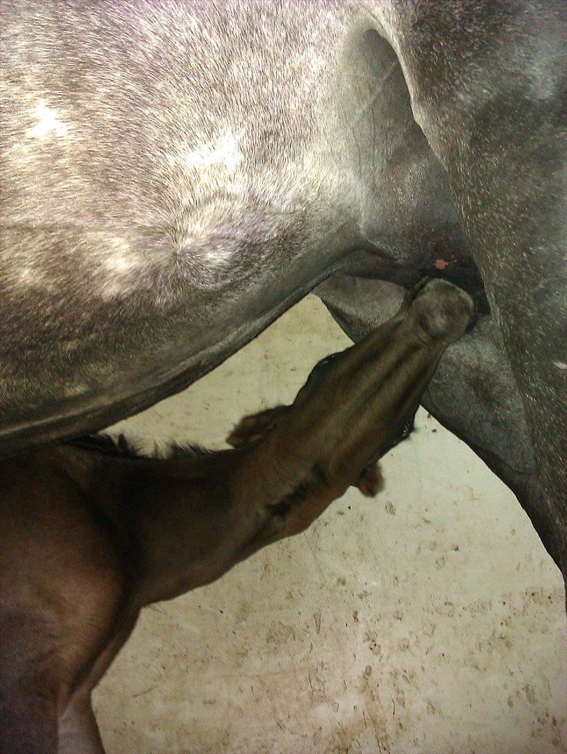 Anden særlig race Egebæks Bailey <3 billede 2