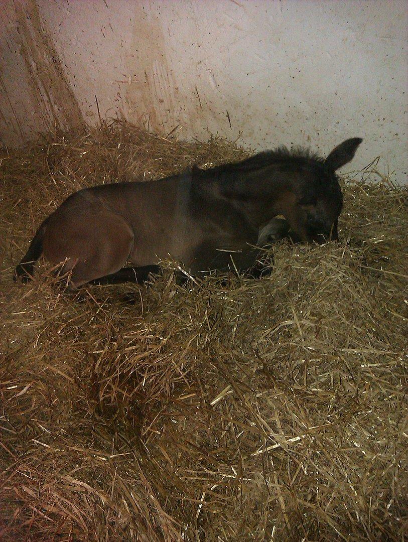 Anden særlig race Egebæks Bailey <3 - så trææææt! :D  billede 3