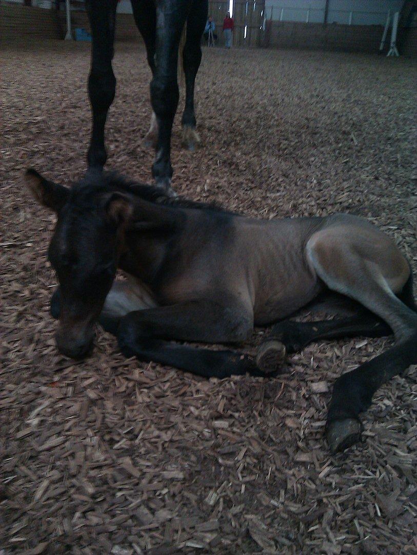 Anden særlig race Egebæks Bailey <3 billede 4