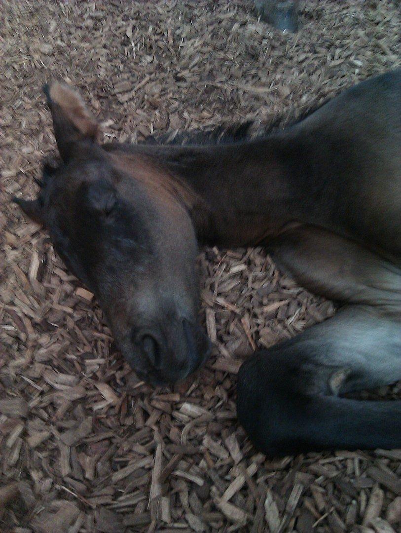 Anden særlig race Egebæks Bailey <3 billede 5