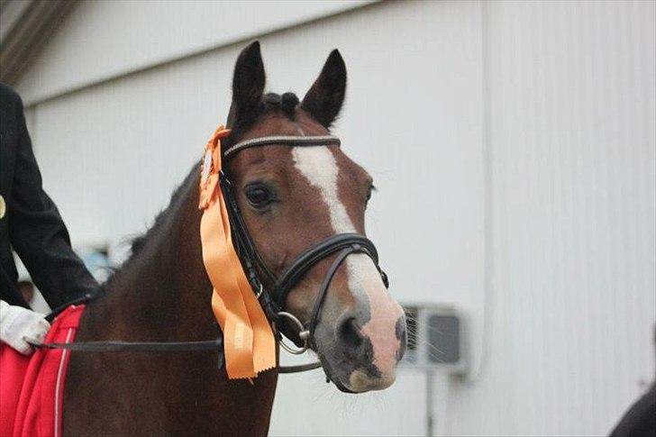 Welsh Cob (sec D) Dorthealyst Omikron - Aldrig glemt, altid gemt - <333 billede 1