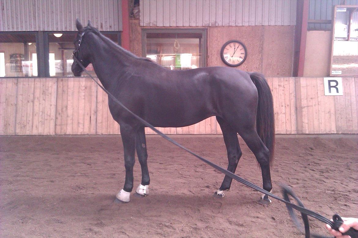 Oldenborg Vester Løkke`s Montana (Solgt ) RIP billede 4