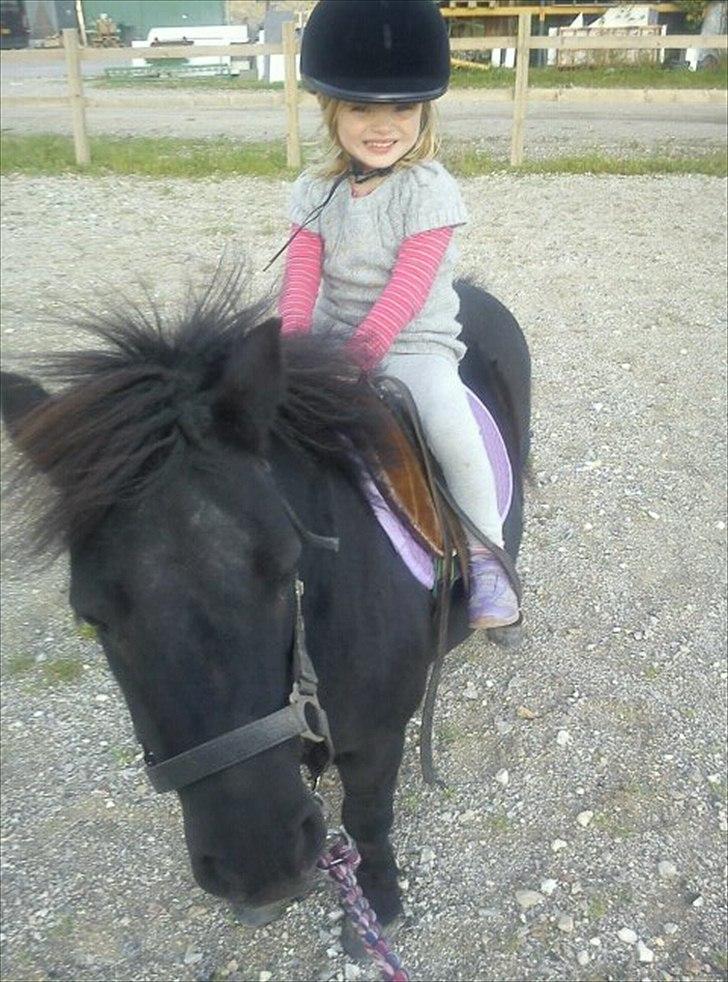 Shetlænder Rikke billede 10