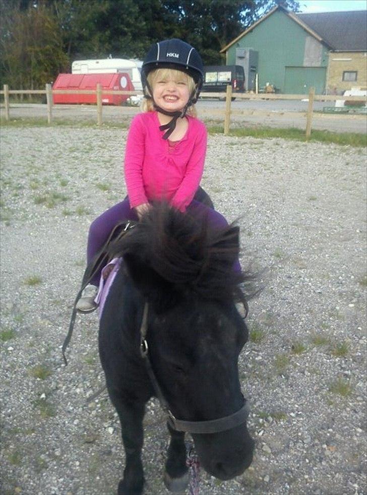 Shetlænder Rikke billede 11