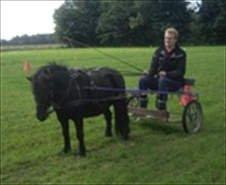 Shetlænder "Brumme" - Tusindfryds Niall - Min mand og brumme billede 5