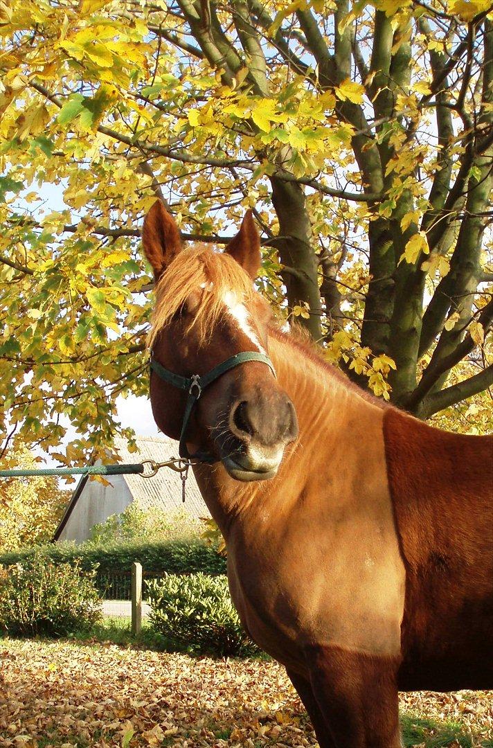 Schleswiger UNIK - Nyklippet og rålækker billede 16