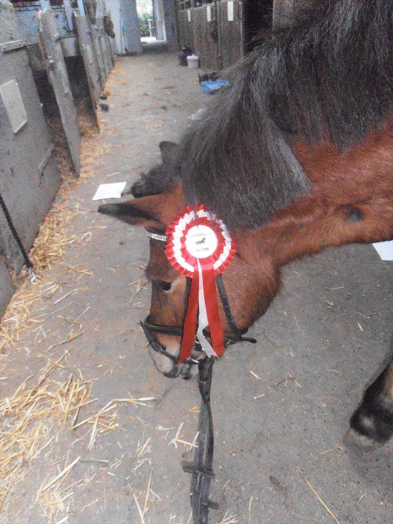 Gotlandsruss Lucca - 1. plads! :* <3

23. september! <3 billede 6