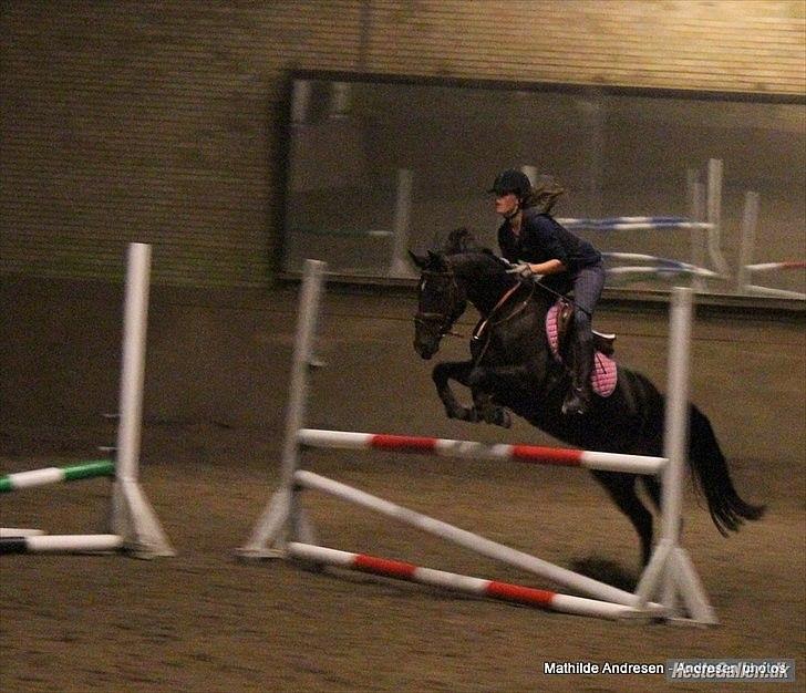 Anden særlig race Holtegårdens Splif - træning  billede 18