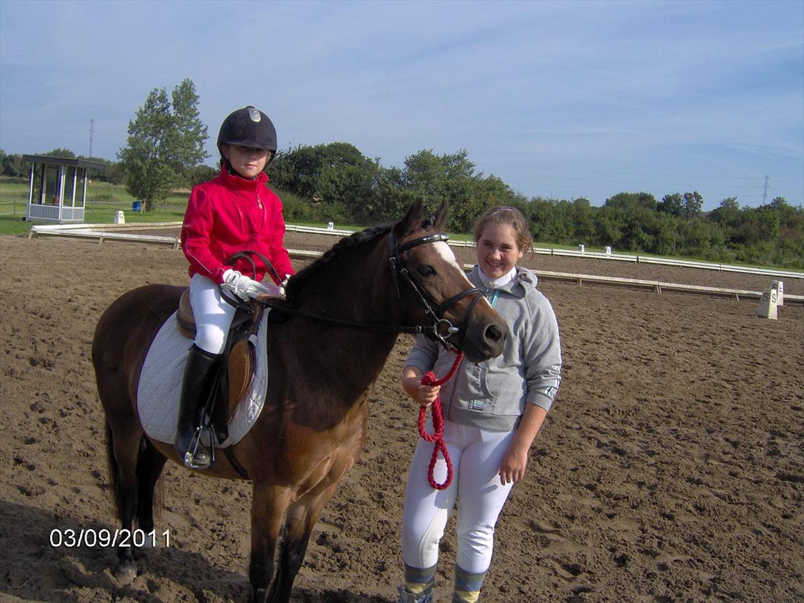 Welsh Mountain (sec A) Freja *Aflivet :'( I miss you* billede 9