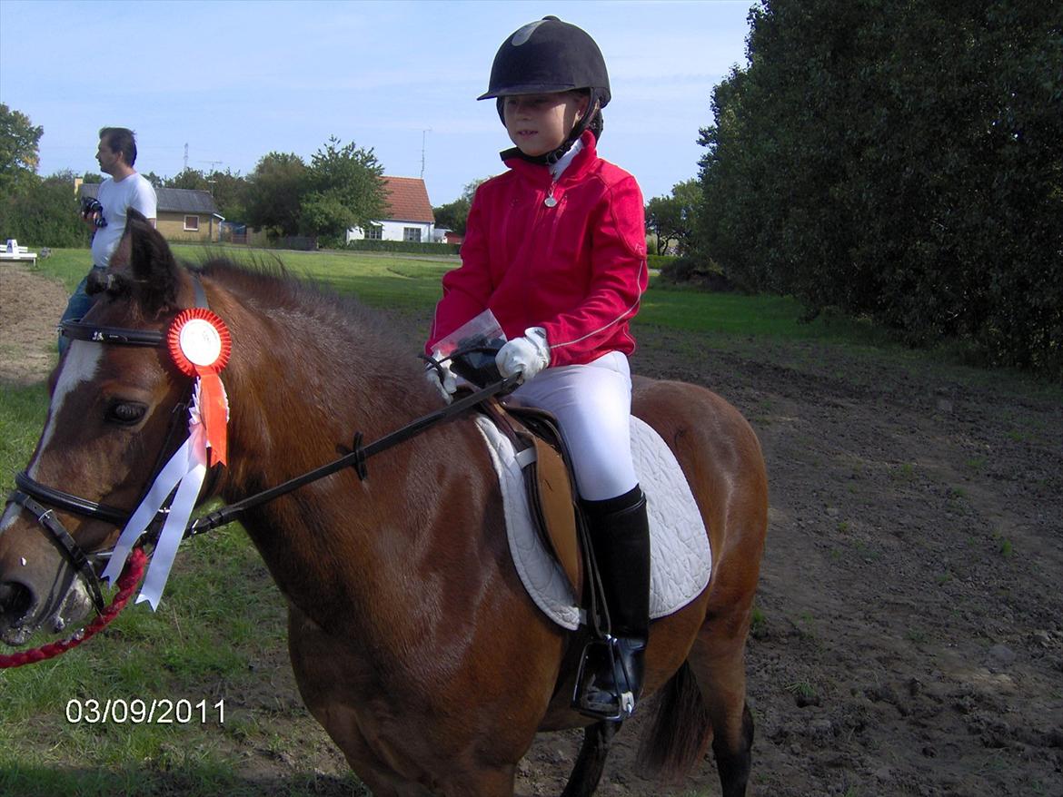 Welsh Mountain (sec A) Freja *Aflivet :'( I miss you* billede 12